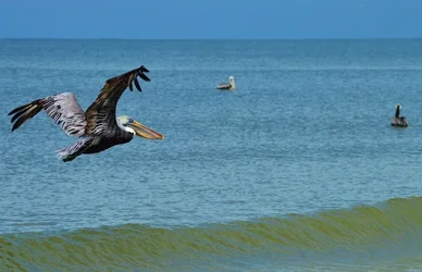 Pelican with edit (1024x661).webp