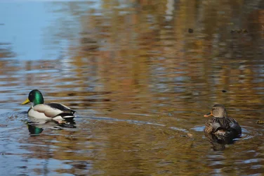 Ducks.webp