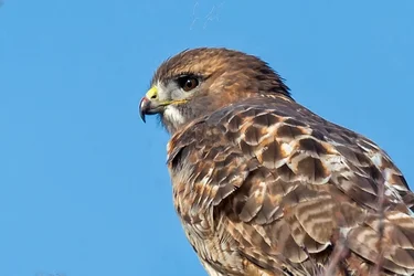 hawk.webp hawk.webp
