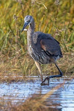 heron.webp heron.webp
