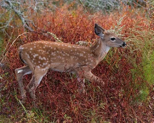 Fond-of-a-Fawn.webp