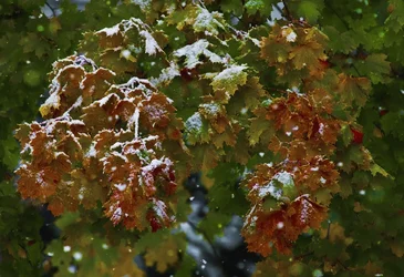fallsnow.webp