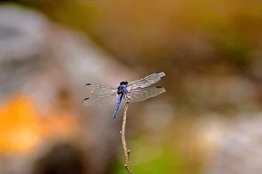 DragonFly.webp