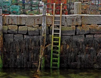 ladder mossy1.webp