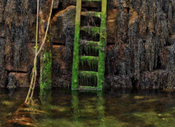 ladder mossy2.jpg