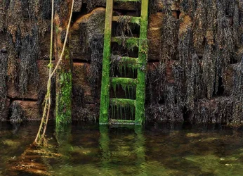 ladder mossy2.webp
