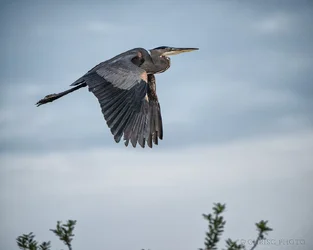 Maya's-Bird.webp