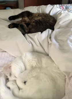 rs Sleepy girls.webp