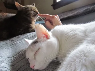 Sleepy girls.webp