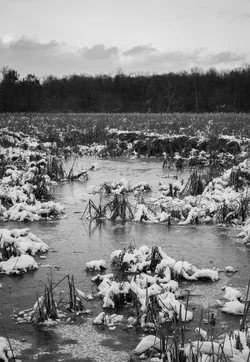 Winter Swamp Portrait B&W.webp