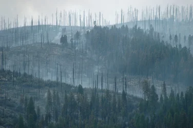 Yosemite--Big Meadows Fire aftermath.webp