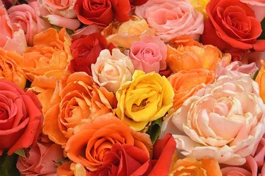 rose6resize.webp