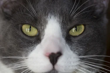 kitty2.webp