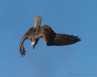 Osprey-dive.webp