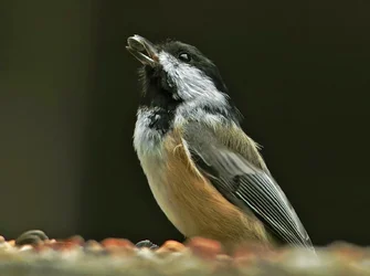 chickadee 2014.webp