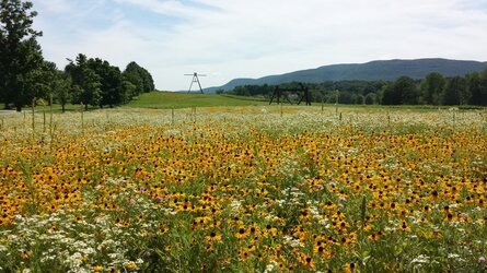 Black eyed Susans.jpg