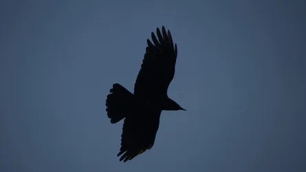 raven silhouette.webp