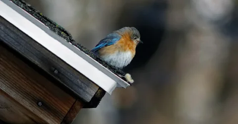 birdonroof.webp