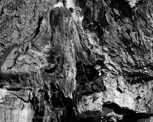 Wounded Wood.webp