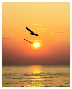 BIRDS @ SUNSET sig.webp