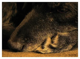 Dog Old sig.webp