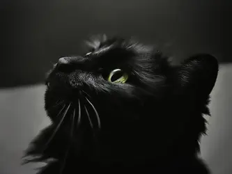 catportrait.webp