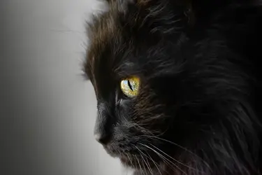 Cat Tinker Nov 2014.webp