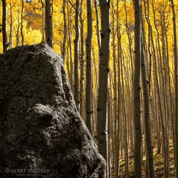 rock aspen (1 of 1)small.webp