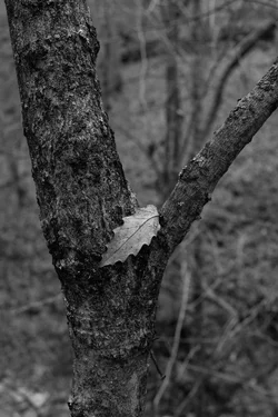 Winter Tree Portrait B&W.webp