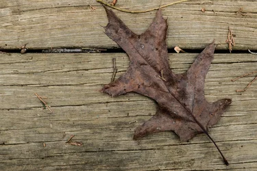 Winter Leaf.webp