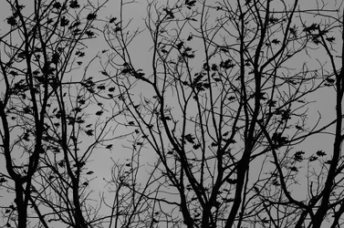 Winter Trees B&W.webp