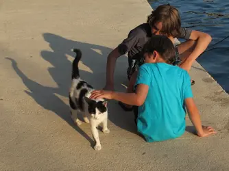 Boys and cat.webp