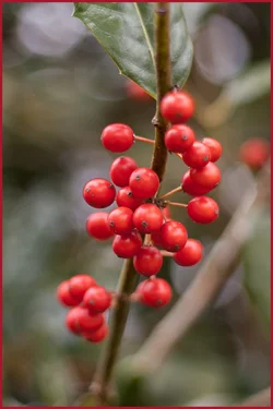 Holly.webp Holly.webp