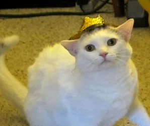 Zelda with Hat.webp