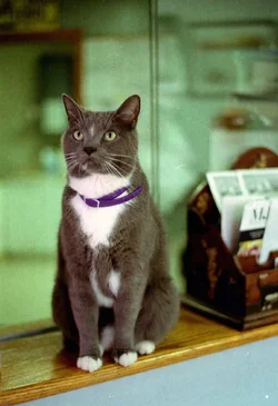 Fuzzy.webp