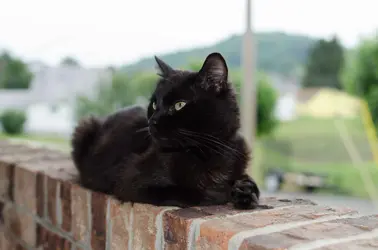 Black cat from last summer.webp