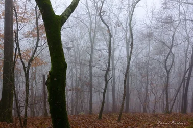 Foggy Forest 2 Oak Mountain web.webp