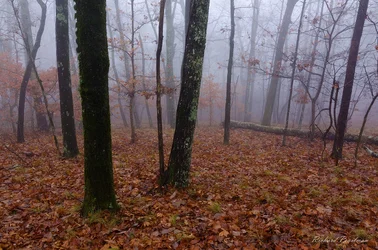 Foggy Forest Oak Mountain web.webp