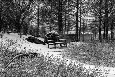 Snow walk-31-Edit.webp