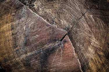 Tree Rings TPF.webp Tree Rings TPF.webp