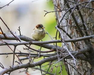 Bird in a tree.webp