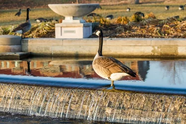 Duck on edge of pond stream - close.webp