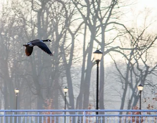 Goose flying over fence and light poles - sun haze.webp