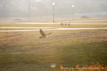 Goose flying over the ground sun and street lights behind.webp