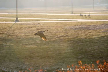 Goose flying over the ground sun behind.webp