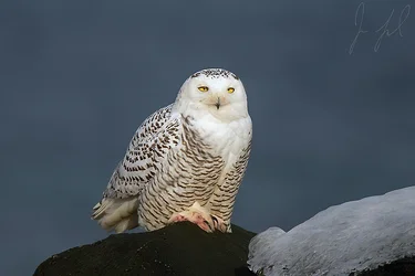 snowy7.webp snowy7.webp