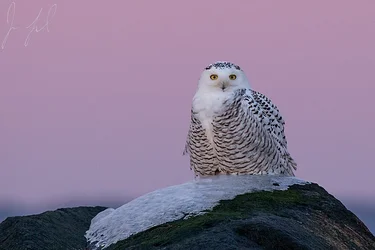 snowy8.webp