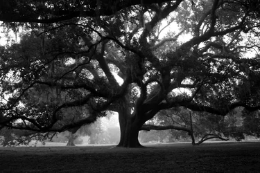 city park.webp