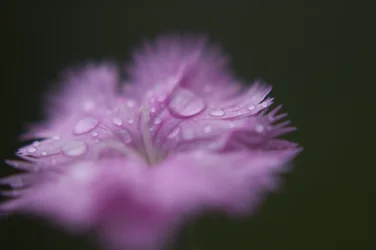 Flower-5.webp