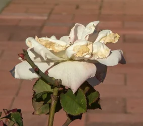 _MG_5752.webp